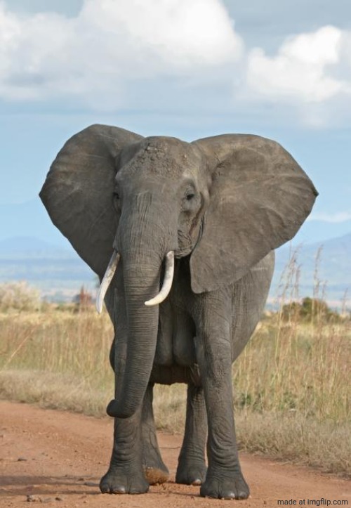 Elephant  | image tagged in elephant | made w/ Imgflip meme maker