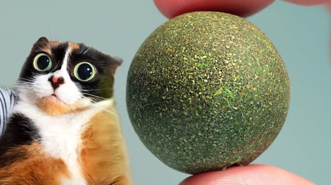 Weed-Ball Cat Blank Meme Template