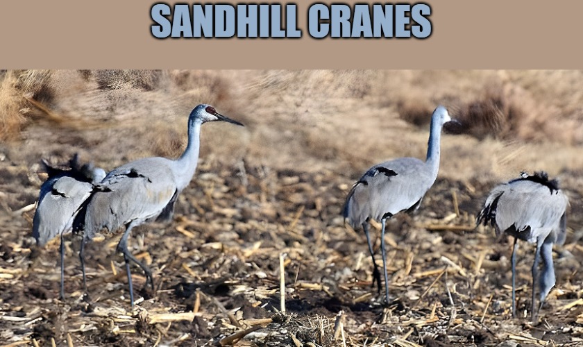 SANDHILL CRANES | made w/ Imgflip meme maker