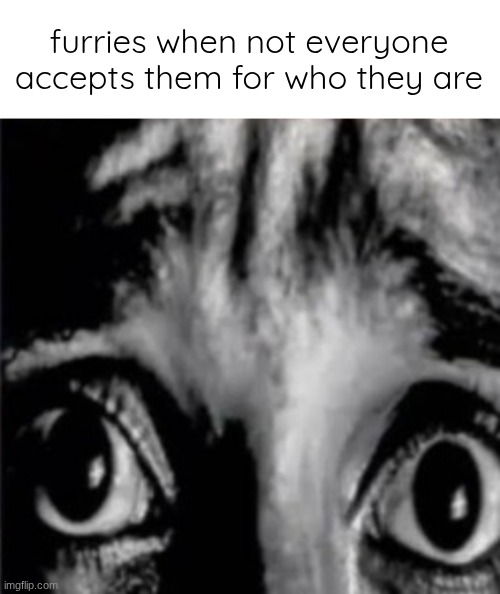 mfw when the fog finally arrives lmao | furries when not everyone accepts them for who they are | image tagged in mfw when the fog finally arrives lmao | made w/ Imgflip meme maker