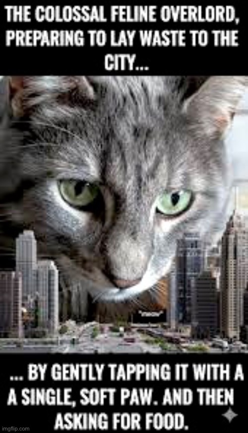 The Feline Overlord | image tagged in cats,funny cats,evil overlord rules,feline,superior royalty,monster | made w/ Imgflip meme maker