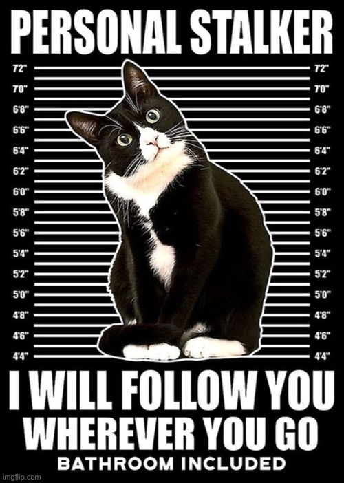 Personal Stalker | image tagged in cats,funny cats,stalker,followers,evil overlord rules,feline | made w/ Imgflip meme maker