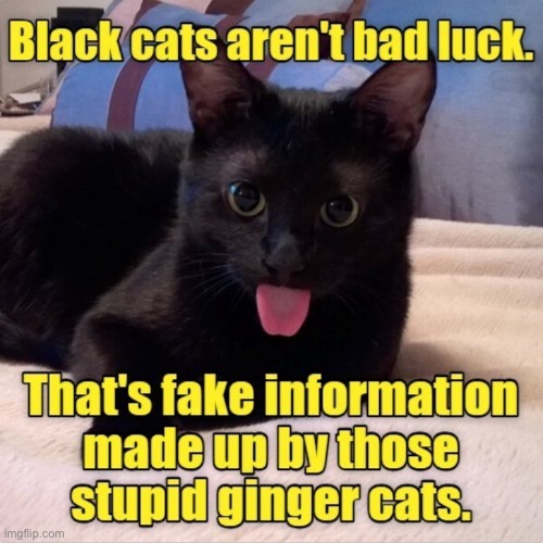 Stupid Ginger Cats | image tagged in cats,funny cats,gingers,black cat,bad luck,tongue | made w/ Imgflip meme maker