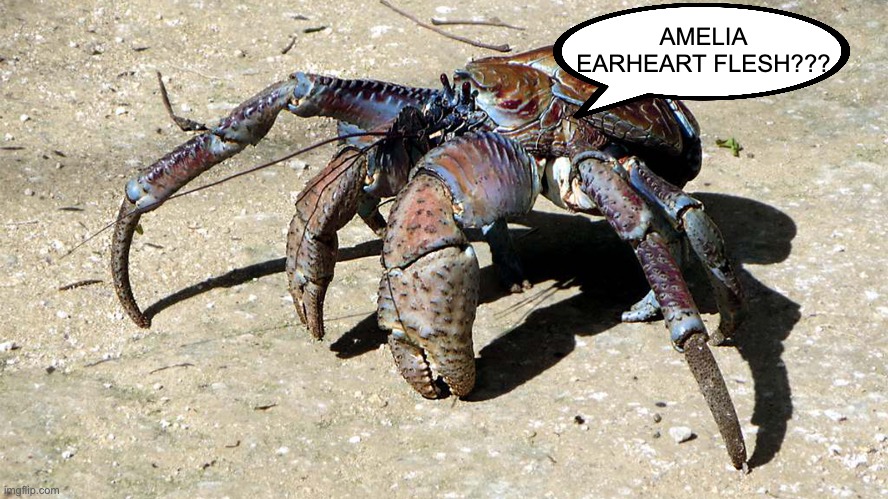 memes without meme | AMELIA EARHEART FLESH??? | image tagged in coconut crab | made w/ Imgflip meme maker
