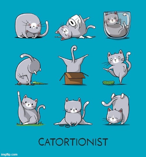 Catortionist | image tagged in cats | made w/ Imgflip meme maker