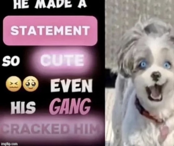 he made a statement so cute even his gang cracked him | image tagged in he made a statement so cute even his gang cracked him | made w/ Imgflip meme maker