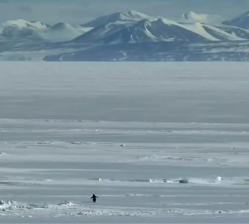 High Quality nihilist penguin Blank Meme Template