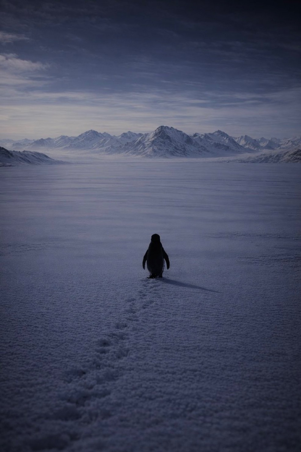 Penguin walking into mountains Blank Meme Template