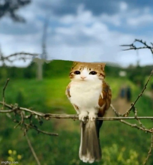 Meowl | image tagged in meowl | made w/ Imgflip meme maker