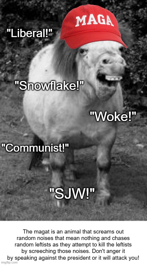 everYTHing i HaTE IS WoKE | "Liberal!"; "Snowflake!"; "Woke!"; "Communist!"; "SJW!"; The magat is an animal that screams out random noises that mean nothing and chases random leftists as they attempt to kill the leftists by screeching those noises. Don't anger it by speaking against the president or it will attack you! | image tagged in ugly horse,maga,horse,conservatives,communism | made w/ Imgflip meme maker