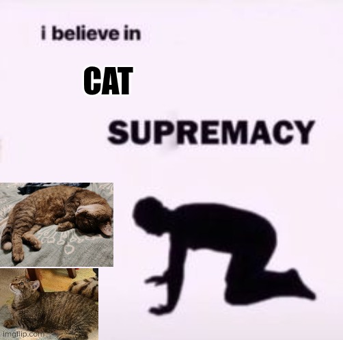Cat supremacy :3 | CAT | image tagged in i believe in supremacy | made w/ Imgflip meme maker