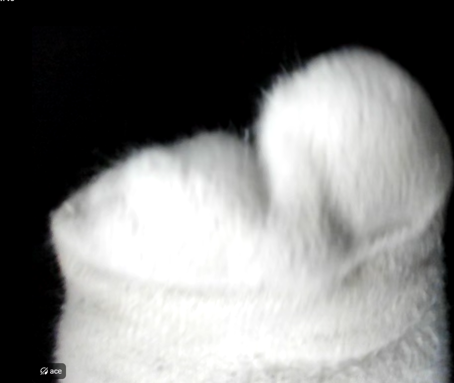 sock Blank Meme Template