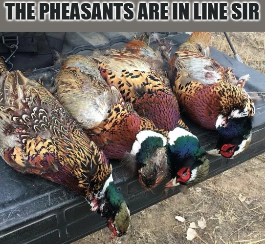 THE PHEASANTS ARE IN LINE SIR | made w/ Imgflip meme maker