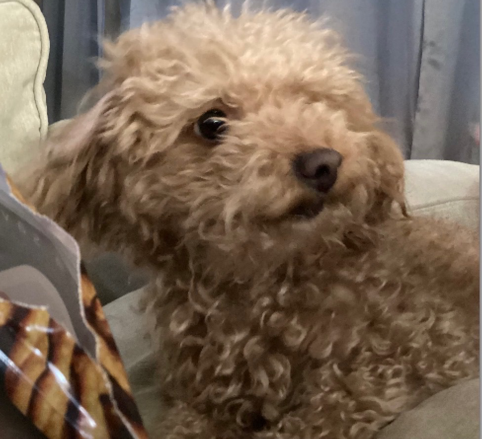 Dog looking at treat Blank Meme Template