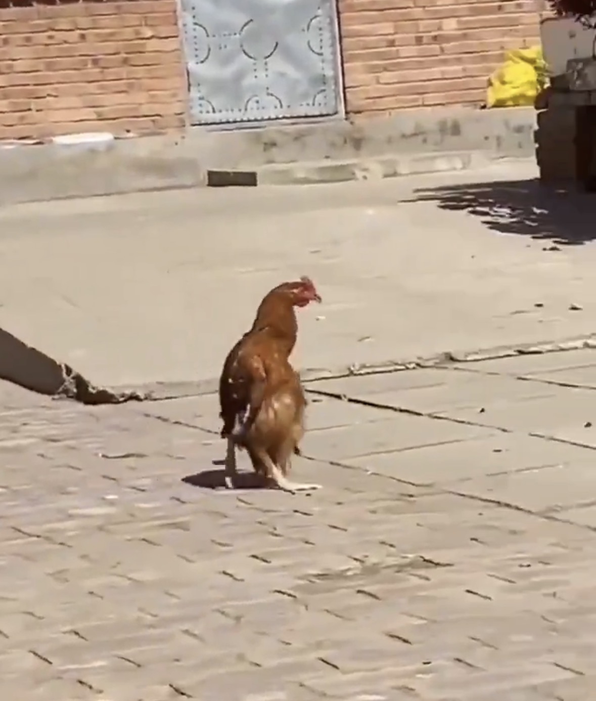 High chicken Blank Meme Template