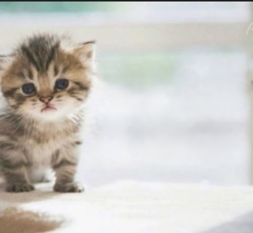 Society turns me into a monster Blank Meme Template