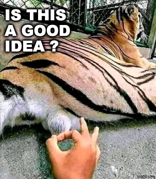 A good idea? | IS THIS 
A GOOD 
IDEA ? | image tagged in good idea/bad idea | made w/ Imgflip meme maker