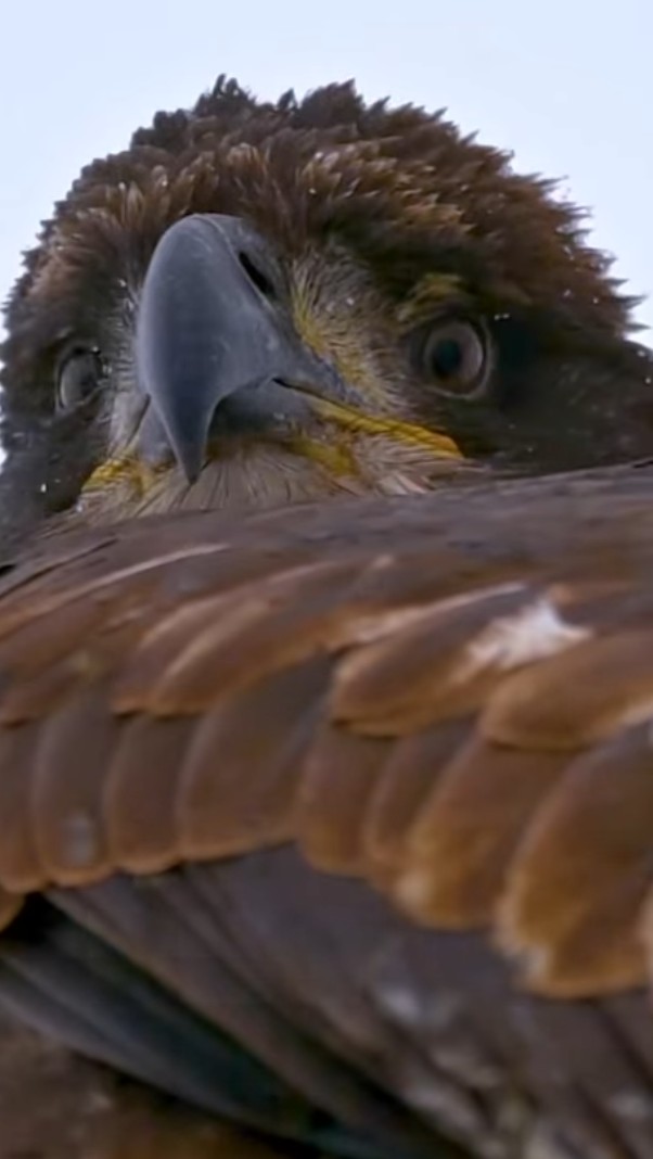 Eagle Pathetic Blank Meme Template