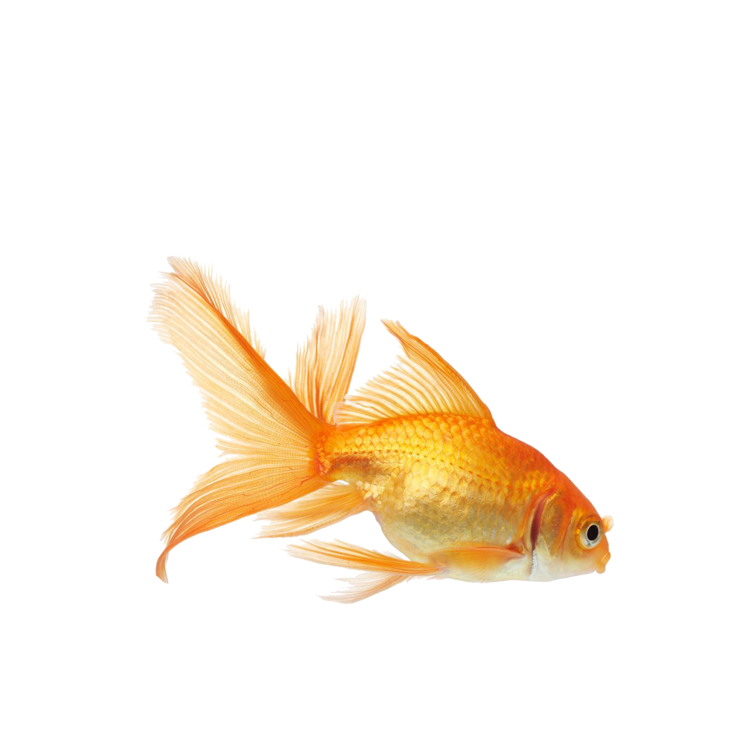 Goldfish Blank Meme Template