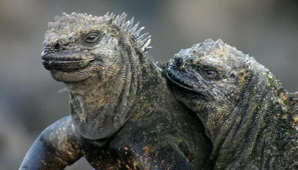 Girl serious Blank Meme Template