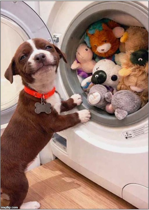 These Are All Mine ! | image tagged in dogs,puppy,washing machine,toys,mine | made w/ Imgflip meme maker