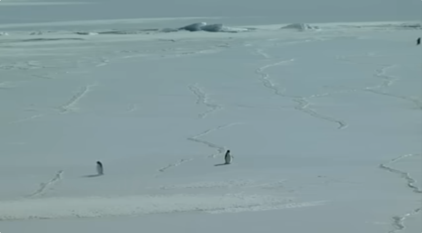 penguin Blank Meme Template