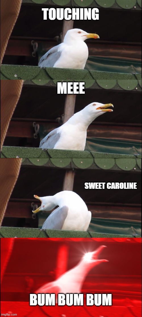 Inhaling Seagull | TOUCHING; MEEE; SWEET CAROLINE; BUM BUM BUM | image tagged in memes,inhaling seagull | made w/ Imgflip meme maker