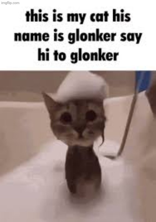 glonker | image tagged in glonker | made w/ Imgflip meme maker