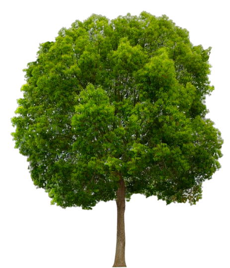 Tree Blank Meme Template