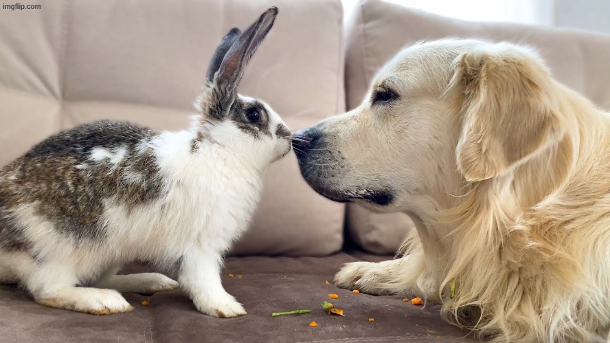 us | made w/ Imgflip meme maker