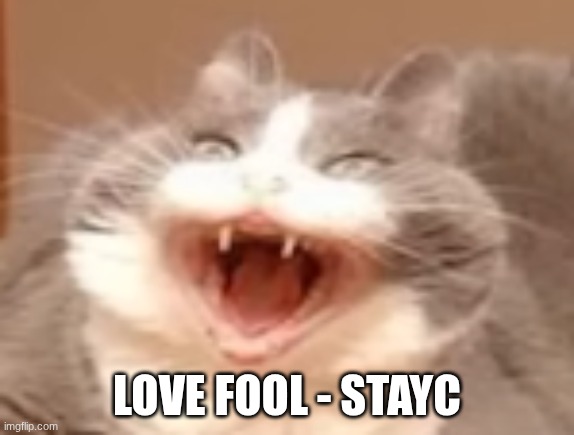 cat | LOVE FOOL - STAYC | image tagged in cat | made w/ Imgflip meme maker