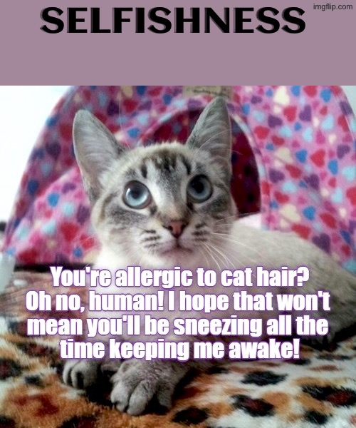 Selfishness | SELFISHNESS | image tagged in cats,funny cats,sneezing,awake,selfishness,allergies | made w/ Imgflip meme maker