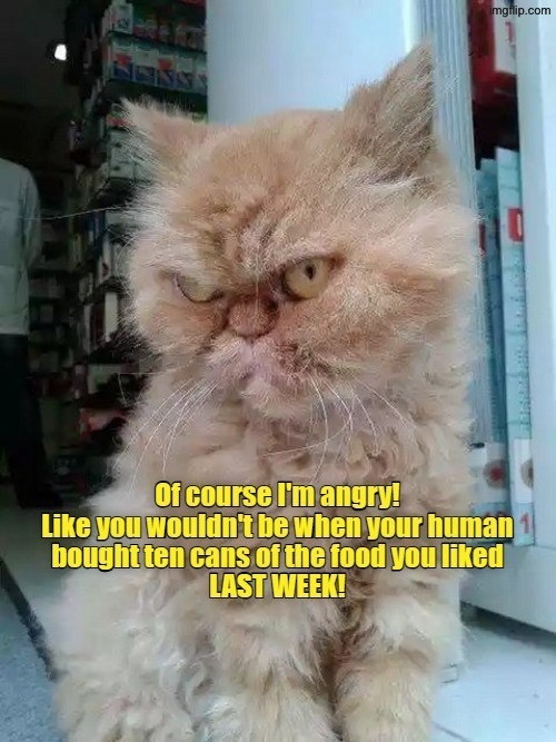 Angry Persian | image tagged in cats,funny cats,persian,angry cat,picky,complaining | made w/ Imgflip meme maker