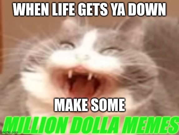 cat | WHEN LIFE GETS YA DOWN; MAKE SOME; MILLION DOLLA MEMES | image tagged in cat | made w/ Imgflip meme maker