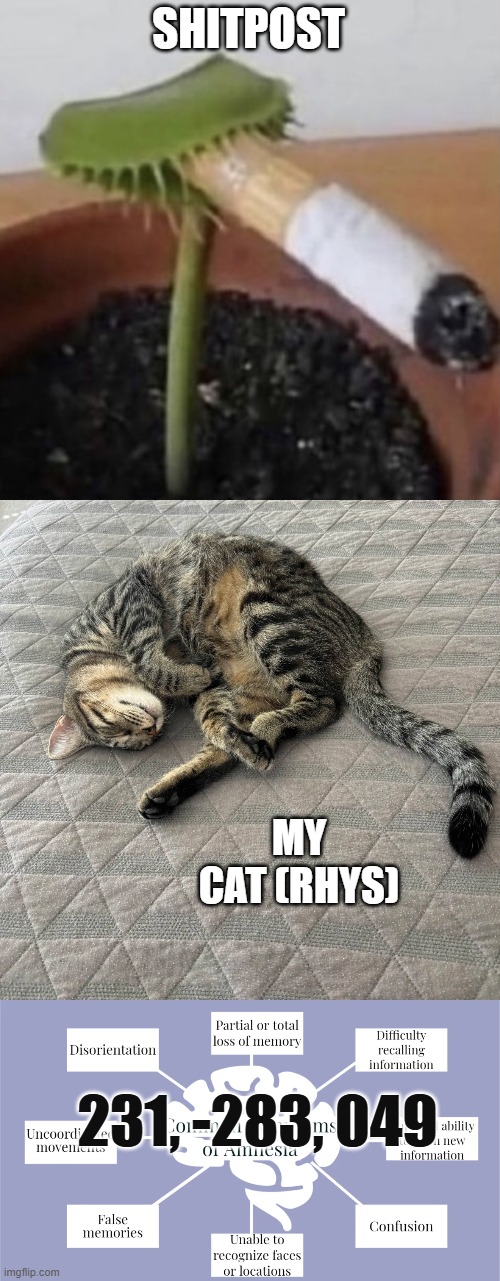 SHITPOST; MY CAT (RHYS); 231, -283, 049 | image tagged in plant smoking a cigarette | made w/ Imgflip meme maker