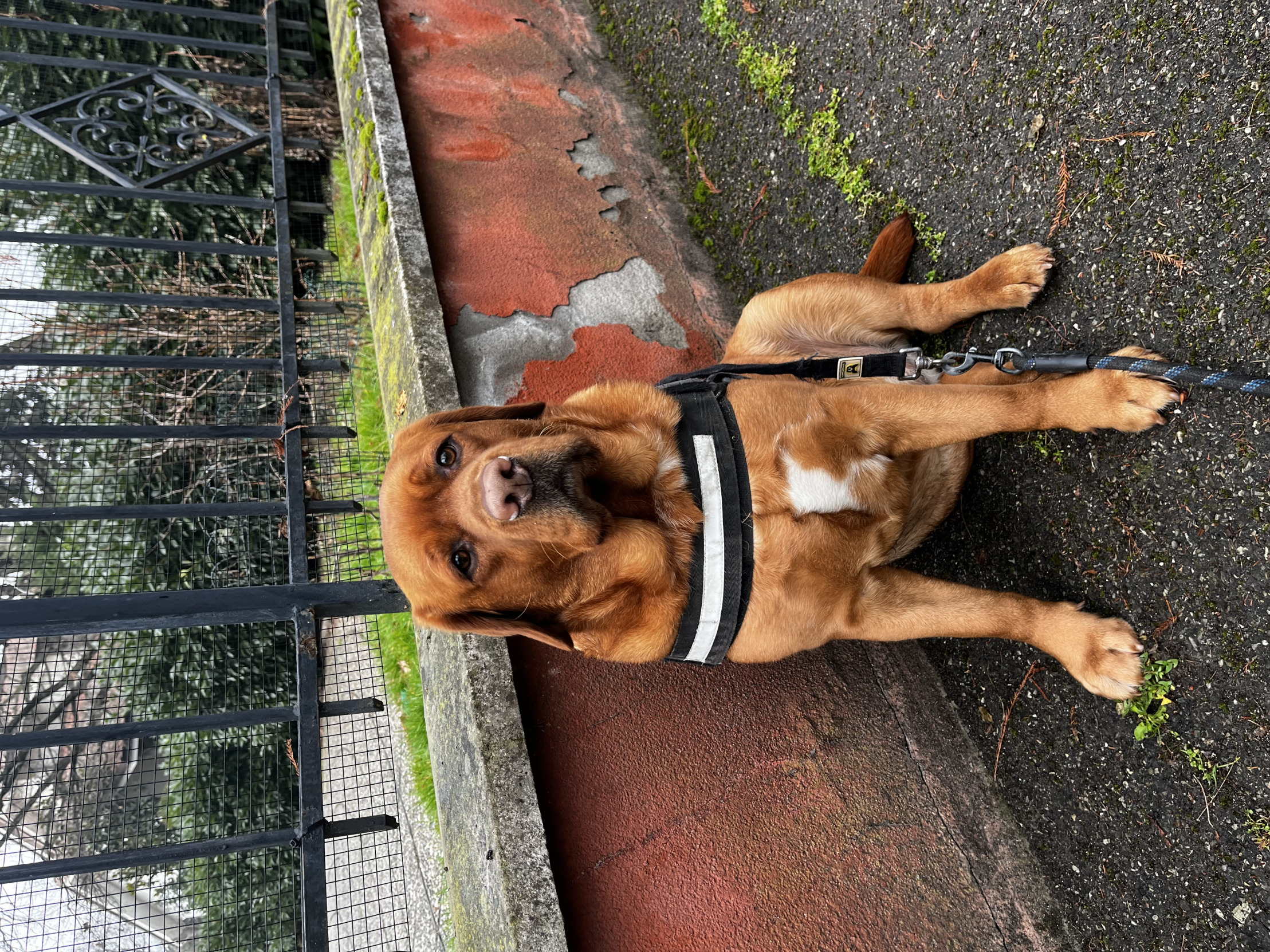 Django the Red Blank Meme Template