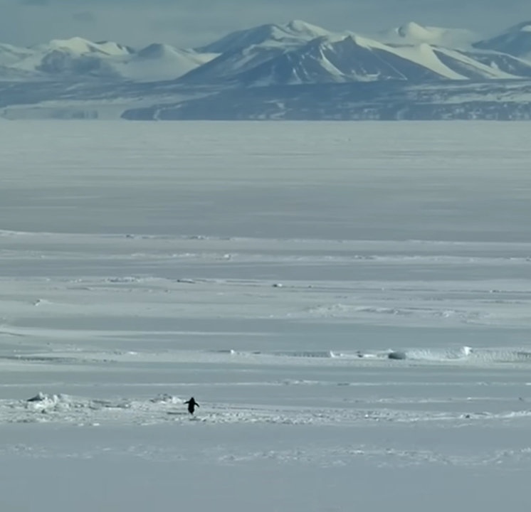 Nihilist Penguin Blank Meme Template