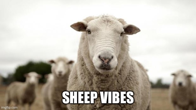 Sheep | SHEEP VIBES | image tagged in sheep | made w/ Imgflip meme maker
