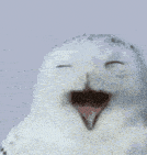 when your bird wants to moan Blank Meme Template