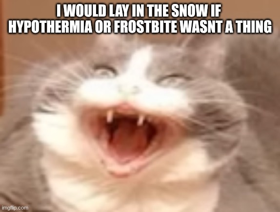 cat | I WOULD LAY IN THE SNOW IF  HYPOTHERMIA OR FROSTBITE WASNT A THING | image tagged in cat | made w/ Imgflip meme maker