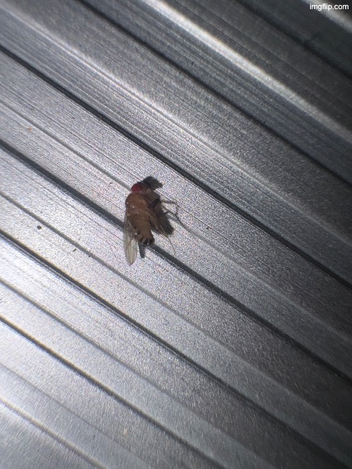 This fruit fly was tryna drink my gatorade | made w/ Imgflip meme maker