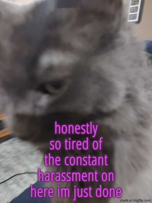 32's Cat | honestly so tired of the constant harassment on here im just done | image tagged in 32's cat | made w/ Imgflip meme maker
