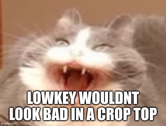 no, I'm not posting it. fuck off ya wankers | LOWKEY WOULDNT LOOK BAD IN A CROP TOP | image tagged in cat | made w/ Imgflip meme maker