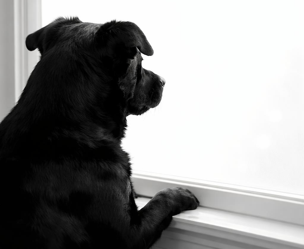 dog looking out a window Blank Meme Template