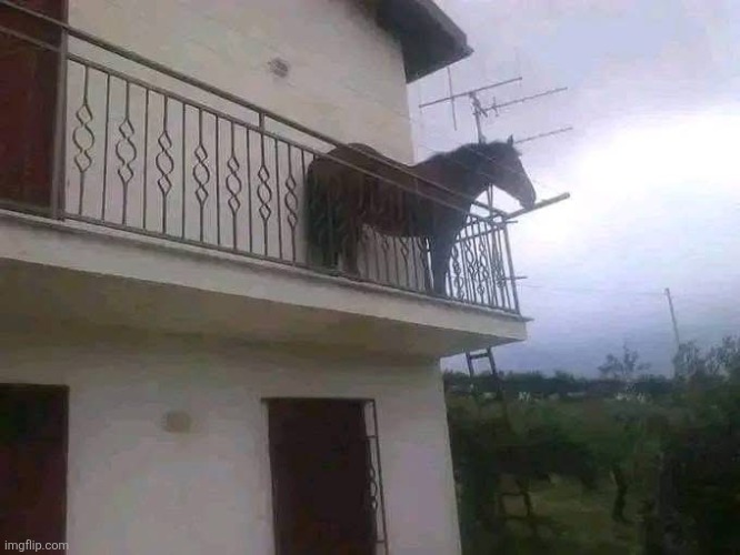 Horse on balcony | image tagged in horse on balcony | made w/ Imgflip meme maker