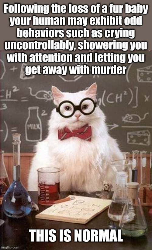 Science Cat Good Day | Following the loss of a fur baby
your human may exhibit odd
behaviors such as crying
uncontrollably, showering you
with attention and letting you
get away with murder; THIS IS NORMAL | image tagged in science cat good day | made w/ Imgflip meme maker