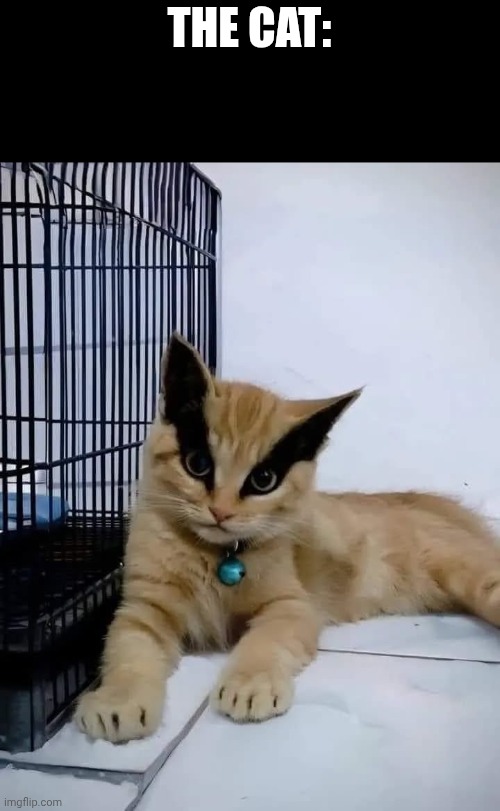 THE CAT: | made w/ Imgflip meme maker