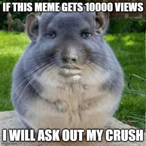 PLZ DOWNVOTE TS | IF THIS MEME GETS 10000 VIEWS; I WILL ASK OUT MY CRUSH | image tagged in grey chinchilla meme,memes,crush,girl,why are you reading the tags | made w/ Imgflip meme maker
