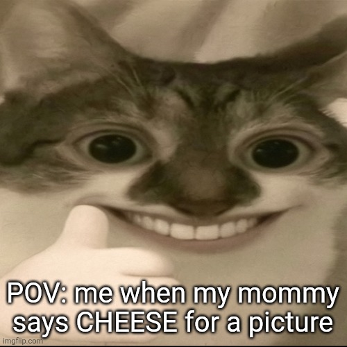 CHEESE!!! | POV: me when my mommy says CHEESE for a picture | image tagged in memes,funny,fun,funny cats,smile,lol | made w/ Imgflip meme maker