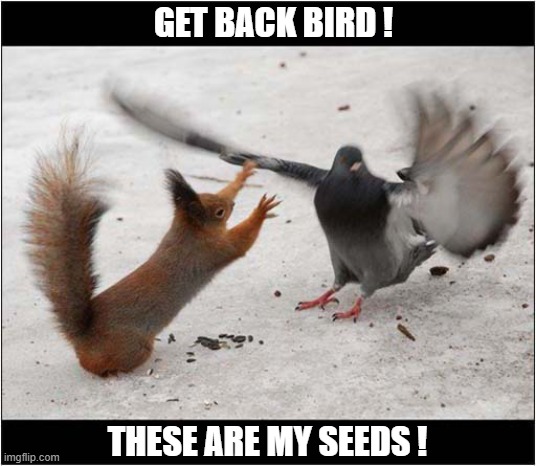 Competition ! | GET BACK BIRD ! THESE ARE MY SEEDS ! | image tagged in competition,squirrel,pigeon,seeds | made w/ Imgflip meme maker